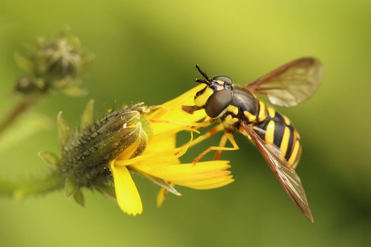 Wespenschwebfliege (Foto: Matthias Singer)