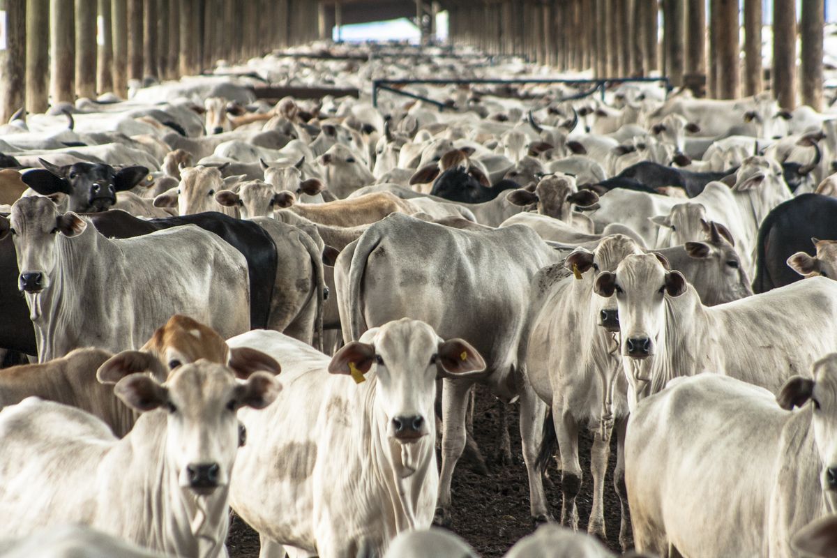 Mercosur: Es geht um mehr als Steaks aus Argentinien 