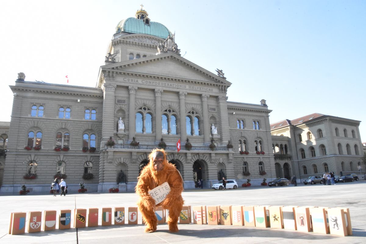 Des singes sur la Place fédérale: une pétition demande au Conseil des États d’exclure l’huile de palme