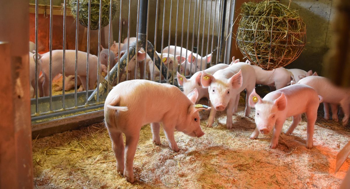 Immer weniger Antibiotika für Nutztiere Immer weniger Antibiotika für Nutztiere