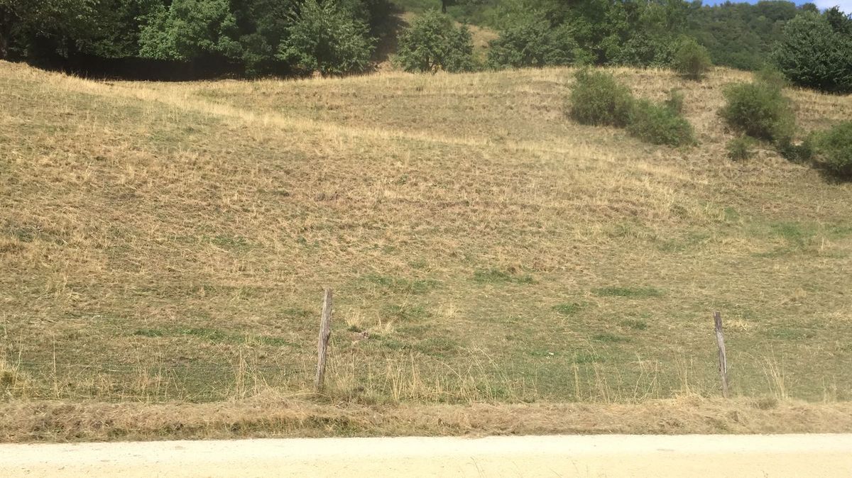 L'agriculture souffre de la canicule : des mesures immédiates s'imposent L'agriculture souffre de la canicule : des mesures immédiates s'imposent