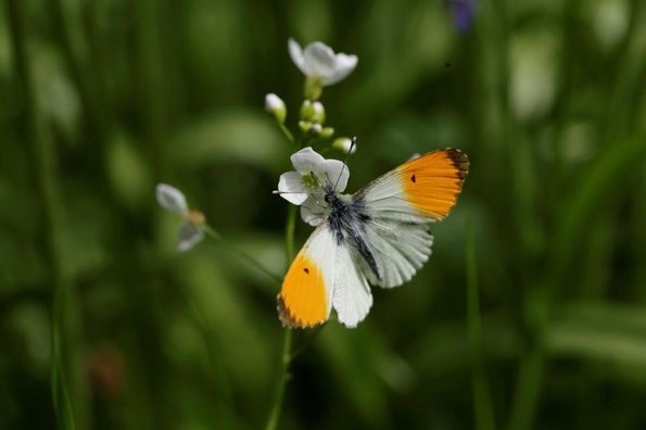 Le papillon Aurora (Photo: Daniela Toman) 