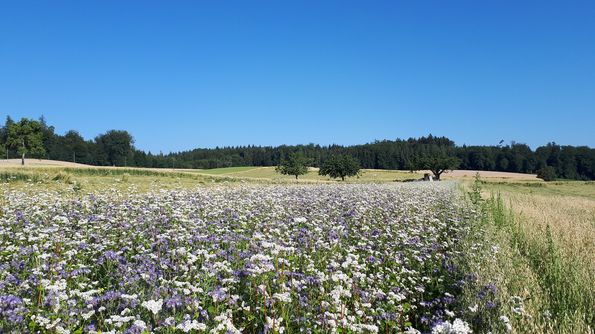 Bande fleuries pour pollinisateurs, Foto: Agroscope Katja Jacot-Ammann 