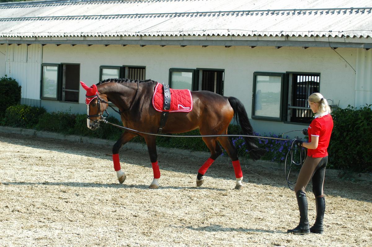 Première rencontre des professionnels du cheval aux SwissSkills