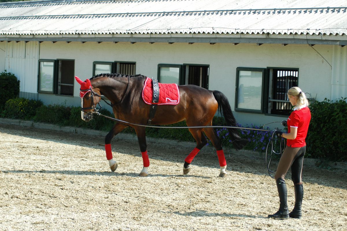 Métiers liés au cheval : 18 jeunes femmes s’affrontent pour le titre de championne suisse 