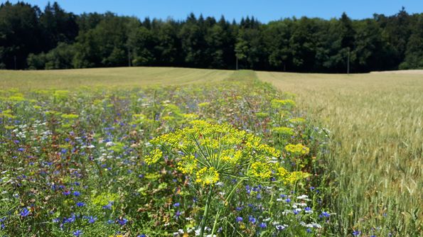 Bande fleuries pour auxiliaires, Foto: Agroscope Katja Jacot-Ammann 