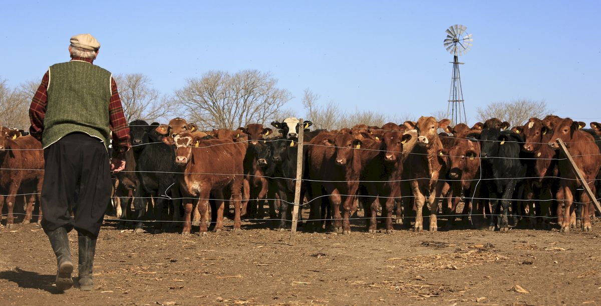 Oui au libre-échange avec le Mercosur, mais pas à tout prix (Photo: obs/Protections animaux suisse)