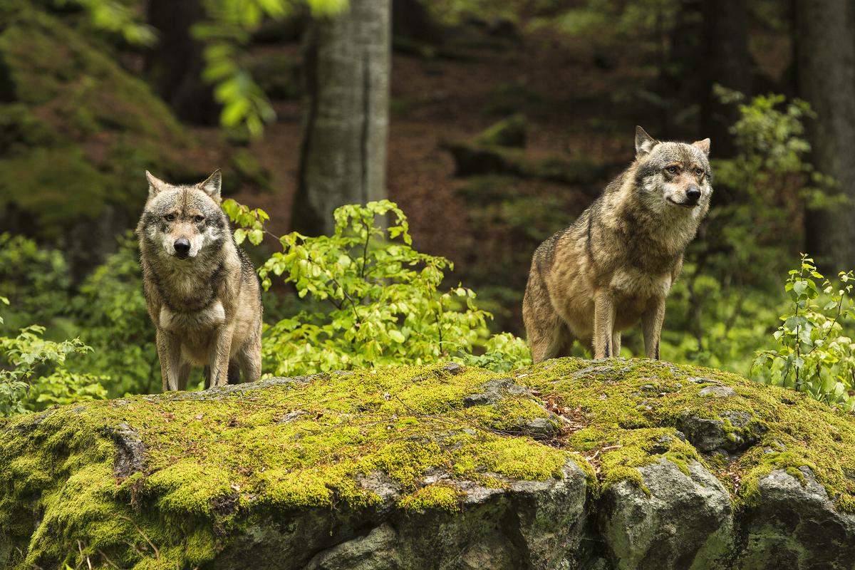 La CEATE-N reconnaît elle aussi l'urgence d’agir sur la problématique du loup