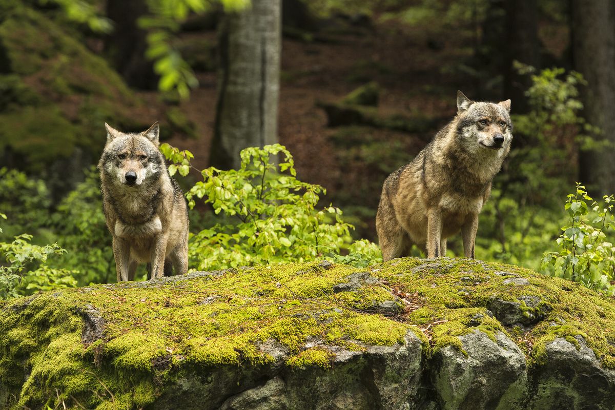 Auch UREK-N anerkennt dringenden Handlungsbedarf beim Wolf