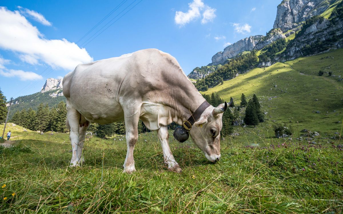 Finanzkontrolle auf Abwegen (Bild: Florian Wiedemann, www.landwirtschaft.ch)