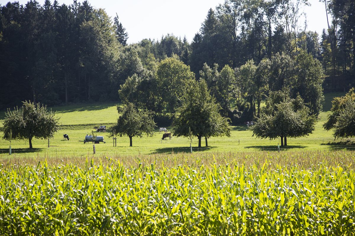 Le Sommet agricole sur le Mercosur se tiendra sans l’USP (Photo : Egon Furrer, www.agriculture.ch)