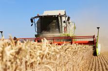 Agricultural cereal harvest with with combine harvester (Ludwigshafen, Germany, July 10, 2019)