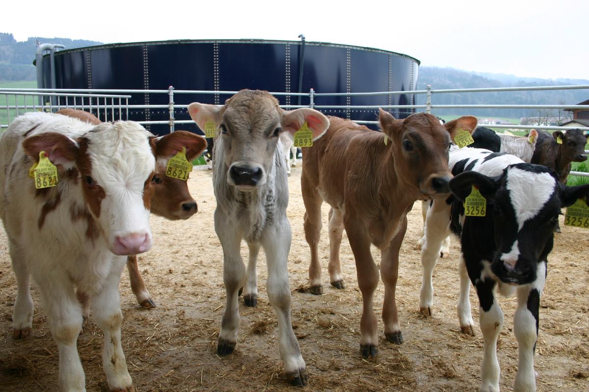 Ab dem 1. Februar 2018 erhalten Rindvieh- und Schweinehalter direkt eine Rechnung für ihre Beiträge an den Schweizer Bauernverband (SBV)