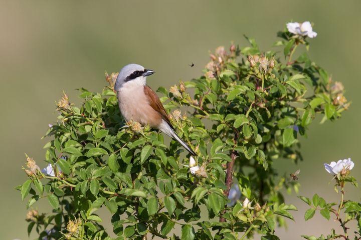 Pie-grièche écorcheur ©Marcel Burkhardt