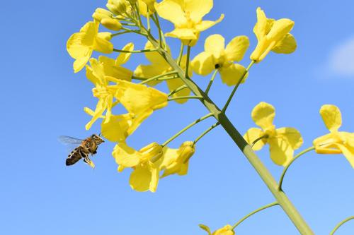 Bienen sind für die Landwirtschaft unverzichtbar.