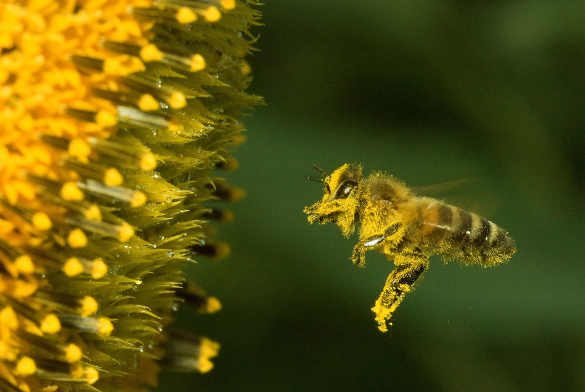 Der heutige, internationale Weltbienentag unterstreicht die grosse Bedeutung der Bienen. 