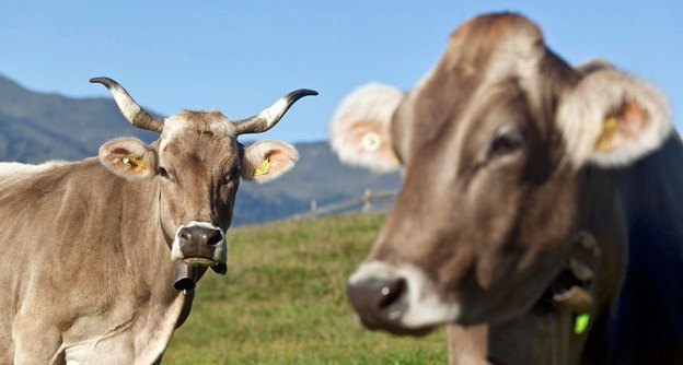 Initiatives pour les vaches à cornes, contre le mitage et de Future 3 : les recommandations de vote de l’USP