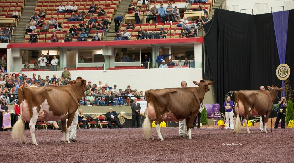 Au concours Red Holstein de Madison (États-Unis), Apple (au centre) est montée sur la deuxième marche du podium, derrière son clone Apple 3 et devant sa fille Candy Apple. Photo : Christine Massfeller, « Holstein International »