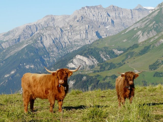 Schweizer Nutztierhaltung ist vorbildlich und gut kontrolliert
