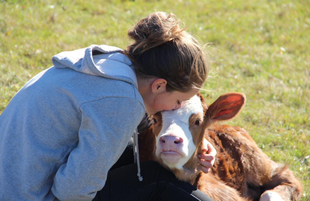 Le samedi 21 avril, Journée nationale du lait, plus de 300 exploitations de vaches laitières et allaitantes lanceront la nouvelle édition de « Visites d’étables ». 